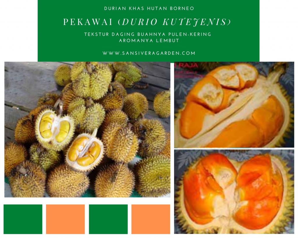 Nikmatnya Rasa Durian Khas Hutan Borneo