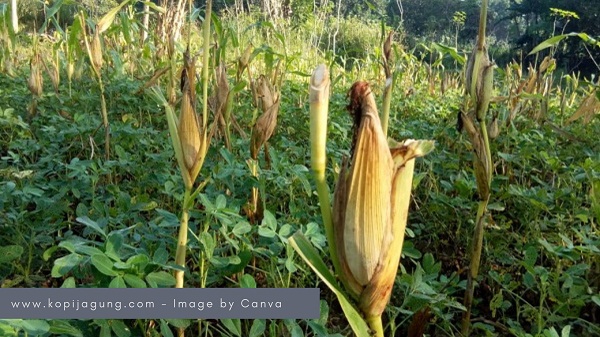 Diversifikasi Pangan adalah Kunci Ketahanan Pangan: Orang Madura Makan Nasi Jagung