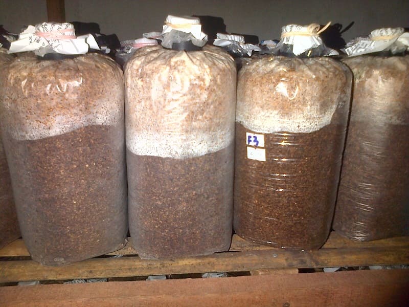 √ 2 Tips Memilih Baglog Jamur Tiram yang Bagus