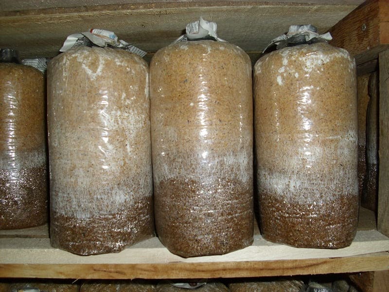 √ 2 Tips Memilih Baglog Jamur Tiram yang Bagus