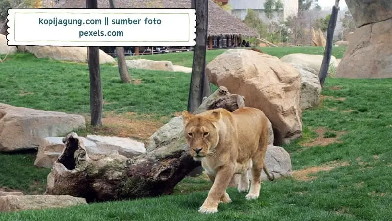 panduan memilih kamera pengintai yang memiliki fitur date stamp