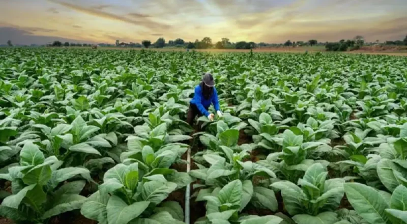 manfaat tembakau selain rokok