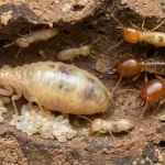 Jenis Rayap Yang Merusak tempat tidur tingkat kayu